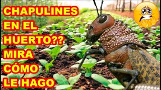 CHAPULINES SALTAMONTES ❓❓ NO SUFRAS MÁS TE DIGO COMO LOS CONTROLO EN MIS PLANTAS Y CULTIVOS [upl. by Einegue993]