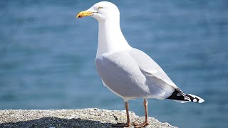 100 PURE SEAGULLS NOISE SOUND OF NATURE 10h [upl. by Niffirg360]