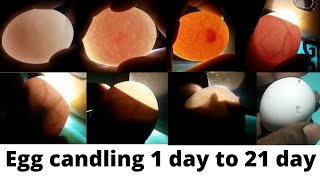 Egg candling  Super Simple Way to Candling Eggs Using a Mobile Phone [upl. by Ynots77]