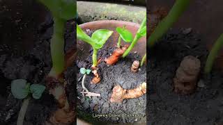 Luyang DilawTurmeric luyangdilaw turmeric myreelsvideo [upl. by Hgielrebma]