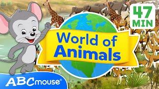 🐾 Explore the World of Animals 🌍  47 Minute Full Episode  Compilation for TV  ABCmouse for Kids [upl. by Aisayn]