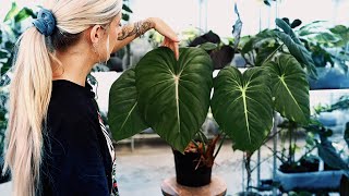 These Philodendron look incredible [upl. by Adnanref]