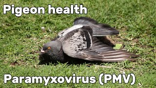 Pigeon Paramyxovirus PMV1  Pigeon Health Episode 2 [upl. by Einnal]