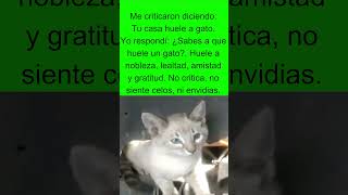 ¿A qué huele un gato [upl. by Dayna]