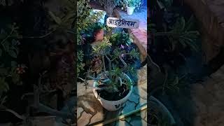 Medicinal Plant 🌵☘️ bahera brandaharbal garden mahewa etawah [upl. by Zorina]