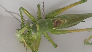 Huge katydid Tettegonia caudata eats a praying mantis ASMR video Огромный кузнечик охотится [upl. by Ahrat]