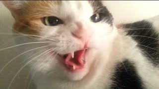 Hissing cat  Abby  Catvideos viralcat cat cattv cattitude calico trending hissingcat [upl. by Frank]