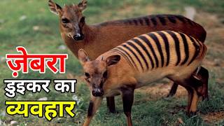 Zebra duiker behavior  zebra duiker wildlife documentary in hindi [upl. by Duntson]