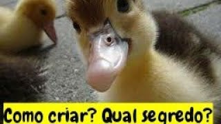 NASCERAM MAIS PATINHOS 😍  DICAS PARA CRIAÇÃO DE PATOS [upl. by Bred]