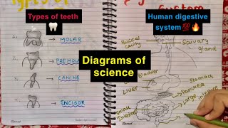 How to draw human digestive system  Diagrams of science 🔥💯  types of teeth  ttc drawing [upl. by Delgado]