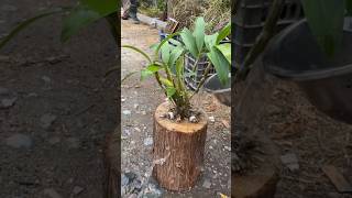 planting dendrobium plants with simple grafting techniques short garden orchid plants grafting [upl. by Arabel]