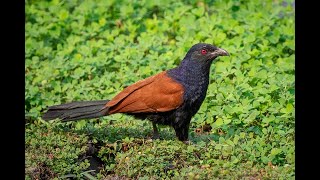 Greater Coucal Sound Of Greater Coucal [upl. by Ahsinotna]