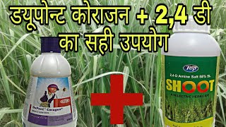 Coragen  24D spray in sugarcane Hindi [upl. by Thor547]