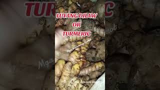 LUYANG DILAW OR TURMERIC [upl. by Underwood]