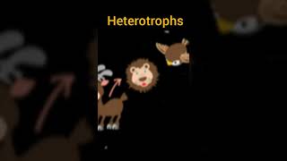 autotrophs vs heterotrophs shorts [upl. by Jarus]