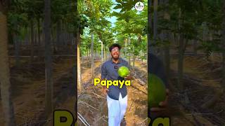 Papaya Farming 🍐 ₹600000 🔥  Agrotill  farming agriculture shorts [upl. by Jaquelin]