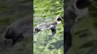 First time that Ive seen a penguin swimming on its back and cleaning itself humboldtpenguins [upl. by Braunstein]