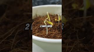 Seed germination farming seeds garden asia shorts [upl. by Aspia]