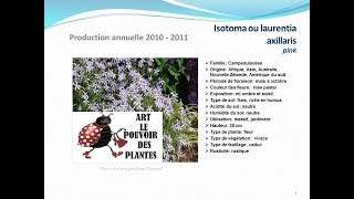 conseils jardinage Isotoma ou laurentia axillaris pink fiche technique plante annuelle [upl. by Duer]