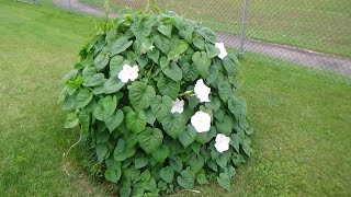 The Moonflower Plant that looks like a Sea Monster Watch it Bloom [upl. by Sansbury]