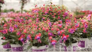 Bella Fuchsia Susanna  Garden Plant with Flowers all Summer long [upl. by Enairb692]