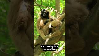 Gibbons are very agile and energetic shots Gibbonsareveryagile anipetphan [upl. by Atinrahs158]