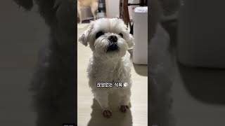 쿠싱증후군 중 하나 식욕 dog 강아지 말티즈 cute 뇌수막염 쎄오 쿠싱증후군 [upl. by Rosemaria]