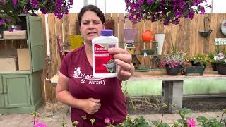 Geraniums How to deadhead and prevent budworm wavrafarms [upl. by Ojoj]