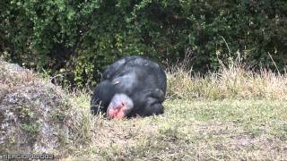 Lazy chimpanzees having an itch down there and scratching funny Mono Flojo rascandose [upl. by Merideth]