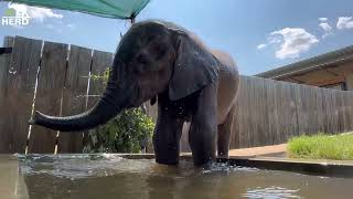 Happy Trunk Splashes with Baby Bull Elephant Phabeni 💦 [upl. by Noyr182]