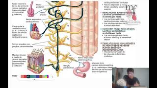 Inervación simpática abdominal Fácil [upl. by Misti]