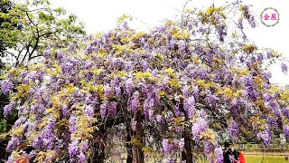 202404桃園龜山大湖紀念公園紫藤花道 Wisteria flowers by the lake [upl. by Messab]