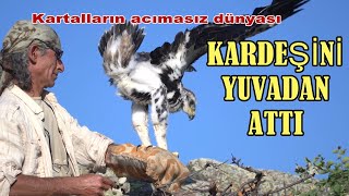 KARDEŞİNİ YUVADAN ATTI  Kartalların acımasız dünyası [upl. by Mcallister]