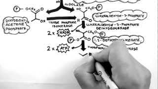 Cellular Respiration 2  Glycolysis [upl. by Charlean]