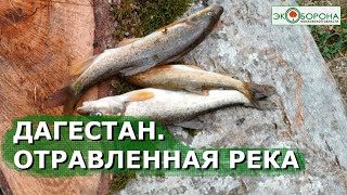 🐟Рыбы и лягушки погибли изза сбросов  Дагестан [upl. by Adlitam635]