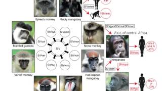 Virology 2013 Lecture 18  HIV pathogenesis [upl. by Estevan]