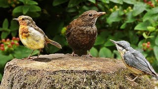 Woodland Birds in July  Feeding on Suet Pellets Peanut and Cherry [upl. by Annairb]