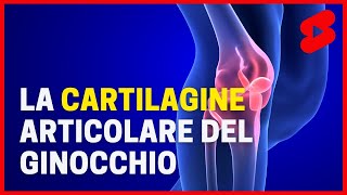 La CARTILAGINE articolare del ginocchio in risonanza magnetica shorts [upl. by Adelaide]