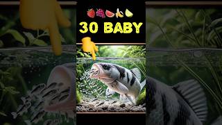 Aquarium cichlid fish giving birth to 30 babies fish 💪😍 fish 물고기 fishing [upl. by Binni]