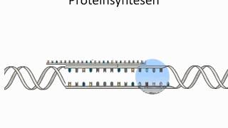 Proteinsyntesenwmv [upl. by Essa]