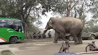 hati kanda elephant attack at Chitwan elephant wildlife animals hindi viralvideo [upl. by Shannen]