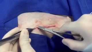 Ovariohisterectomía en hembras caninas  Ovariohysterectomy in dogs [upl. by Hgielram]