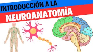 Introducción a neuroanatomía Neurociencias 16 [upl. by Wooldridge]