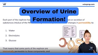 Overview of Urine Formation in the Kidneys  MCAT Biology Simplified  Master The MCAT With Wizeprep [upl. by Wilek]