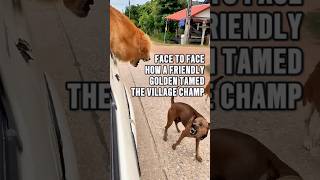 The Village Champ’s Challenge A Bark Turns to Regret animals [upl. by Littman]