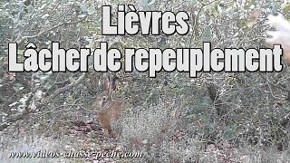 Lièvres  Lâcher de repeuplement [upl. by Damalus]