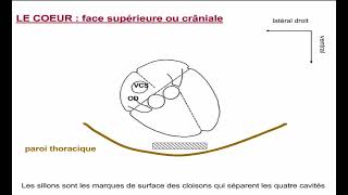 5  Morphologie Externe du Coeur [upl. by Akienom]