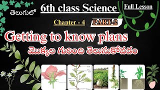 Class 6 Science Chapter 4 Getting to know plants part 2 in Telugu science class6 education [upl. by Niryt]