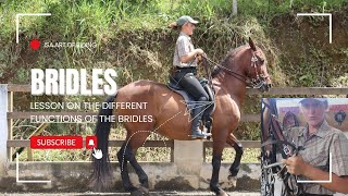 Understanding Horse Bridles Snaffle Cavesson and Curb Explained [upl. by Christi]