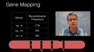 Genetic Recombination and Gene Mapping [upl. by Odine435]